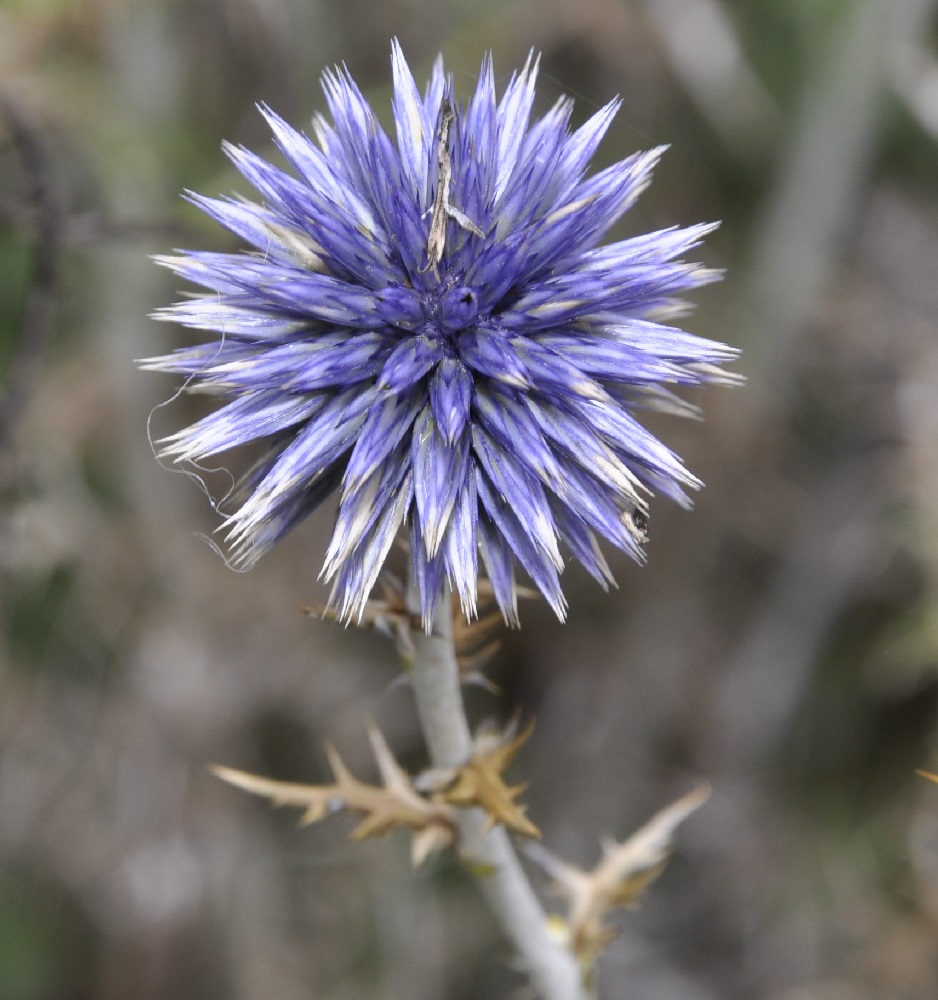 Изображение особи Echinops ritro.