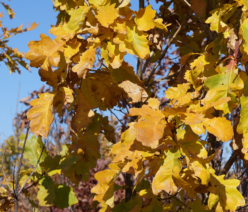 Изображение особи Quercus mongolica.