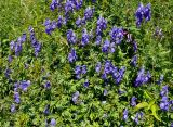 Aconitum cymbulatum