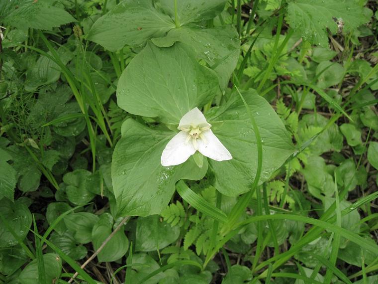 Image of Trillium camschatcense specimen.