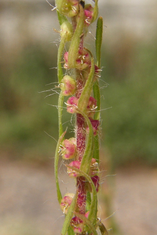 Image of Bassia scoparia specimen.