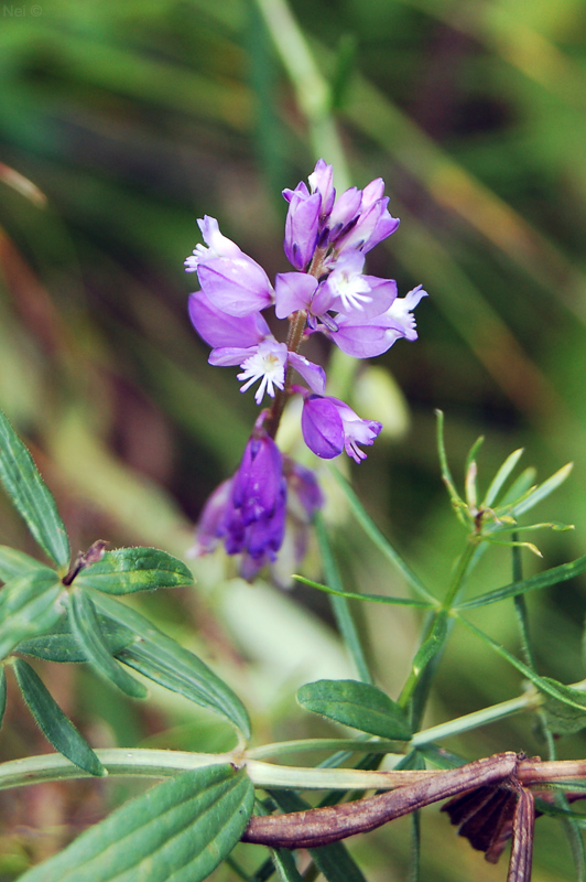 Image of Polygala comosa specimen.