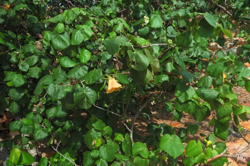 Image of Hibiscus tiliaceus specimen.