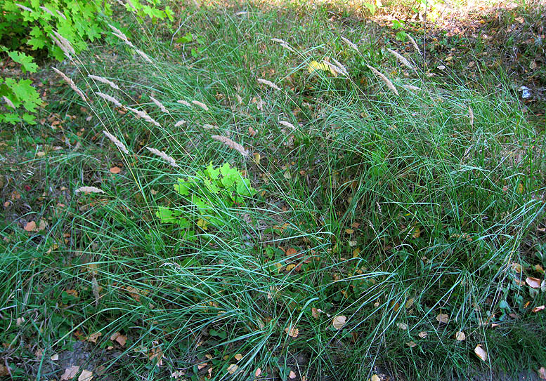 Изображение особи Calamagrostis epigeios.