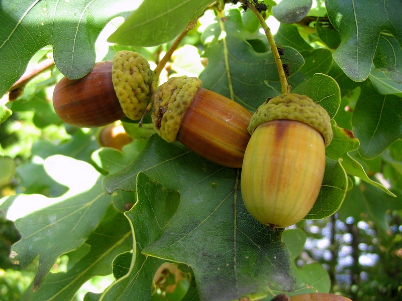 Image of Quercus robur specimen.