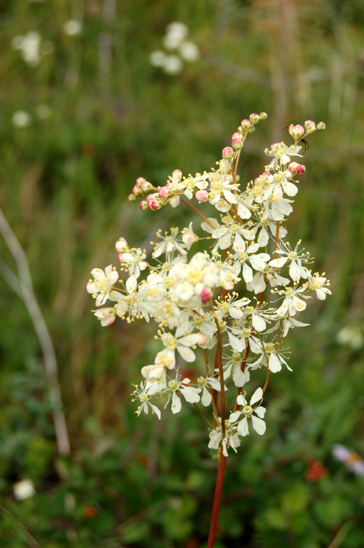 Image of Filipendula vulgaris specimen.