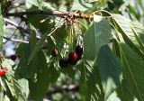 Cerasus avium. Побег с плодами. Крым, нижнее плато Чатырдага. 23.07.2009.