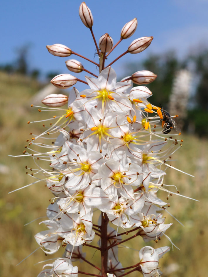 Image of Eremurus tianschanicus specimen.