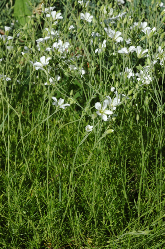 Image of Minuartia juniperina specimen.