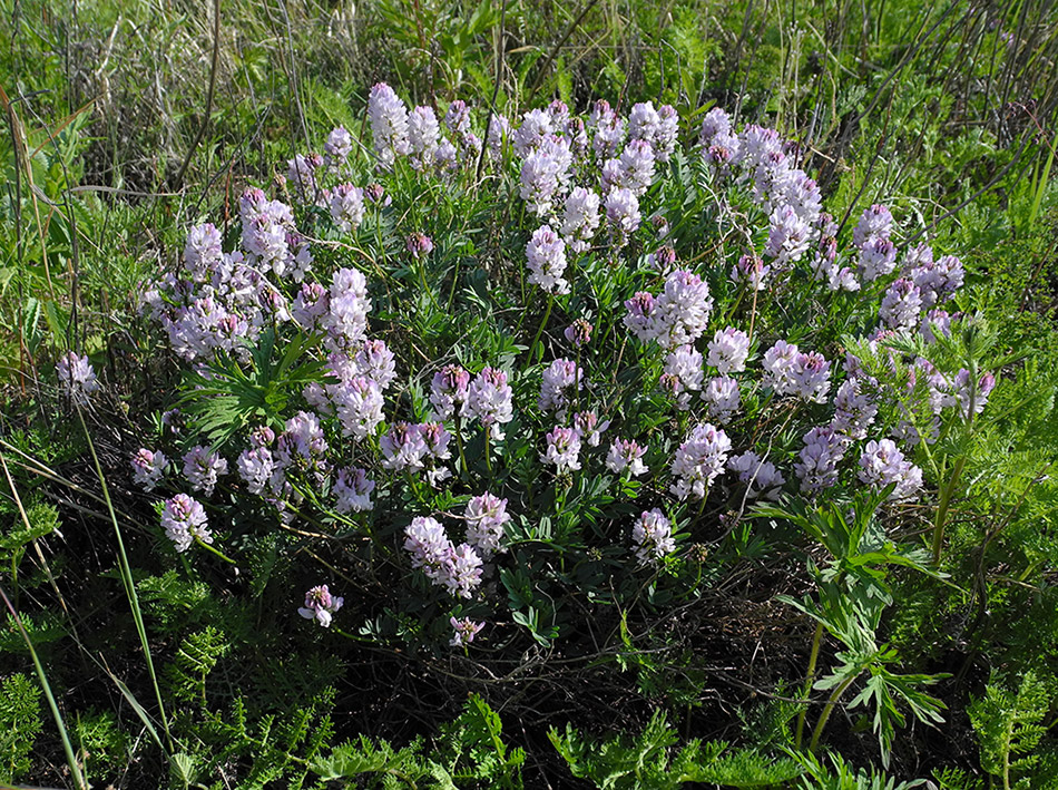 Image of Astragalus rytyensis specimen.