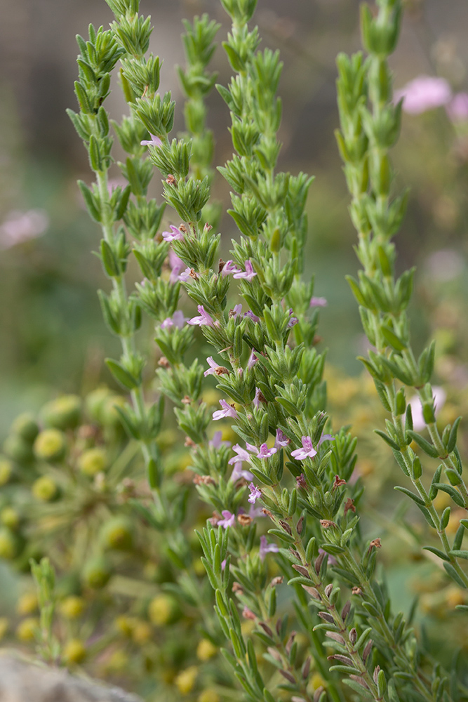 Изображение особи Micromeria cristata ssp. kosaninii.