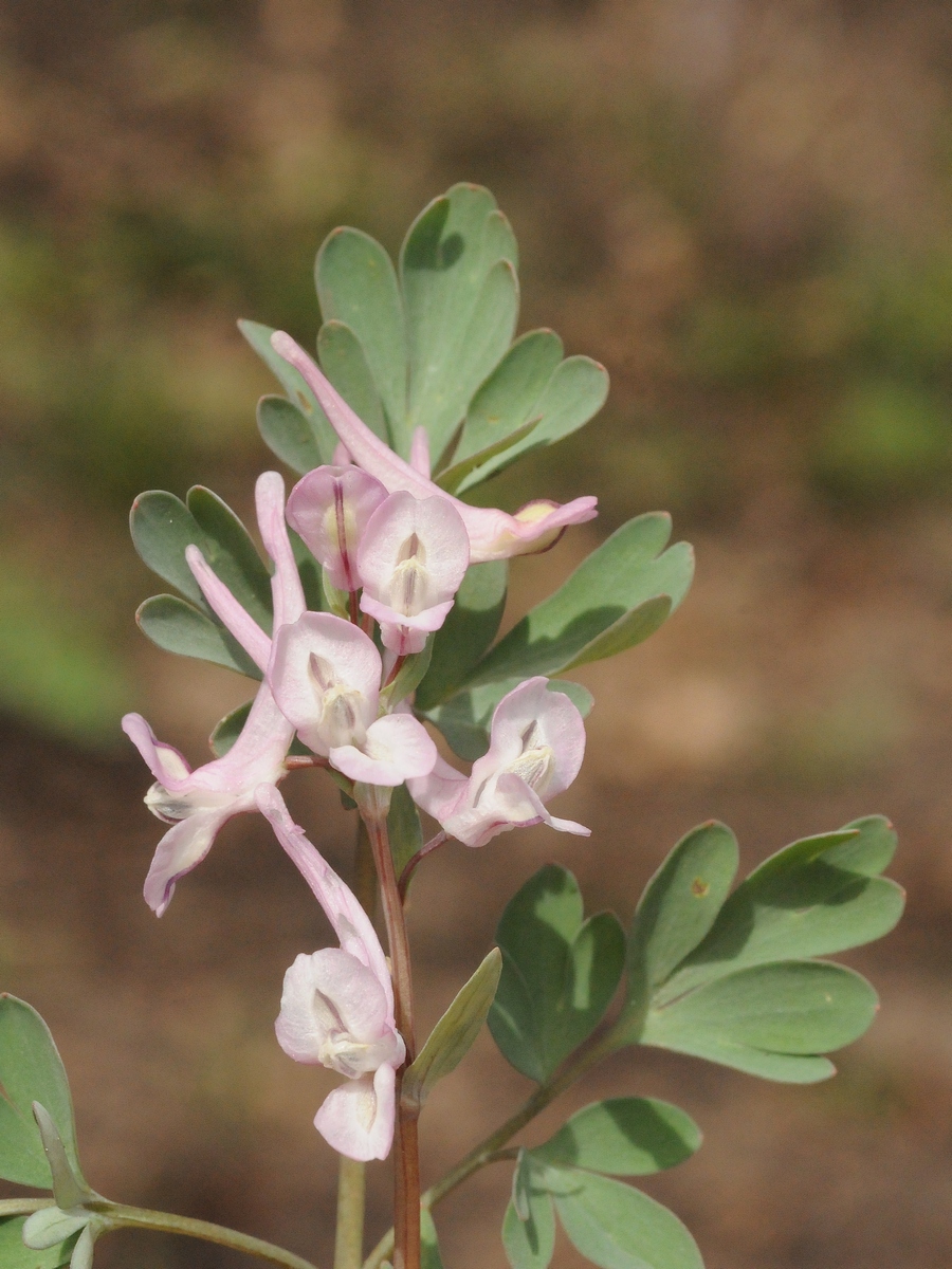 Image of Corydalis glaucescens specimen.