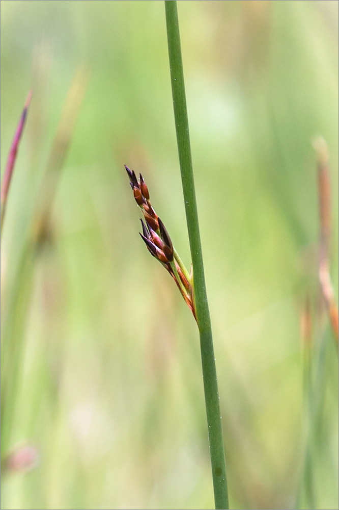 Image of Juncus arcticus specimen.