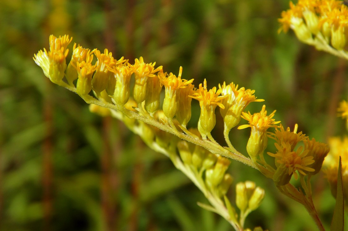 Image of Solidago gigantea specimen.