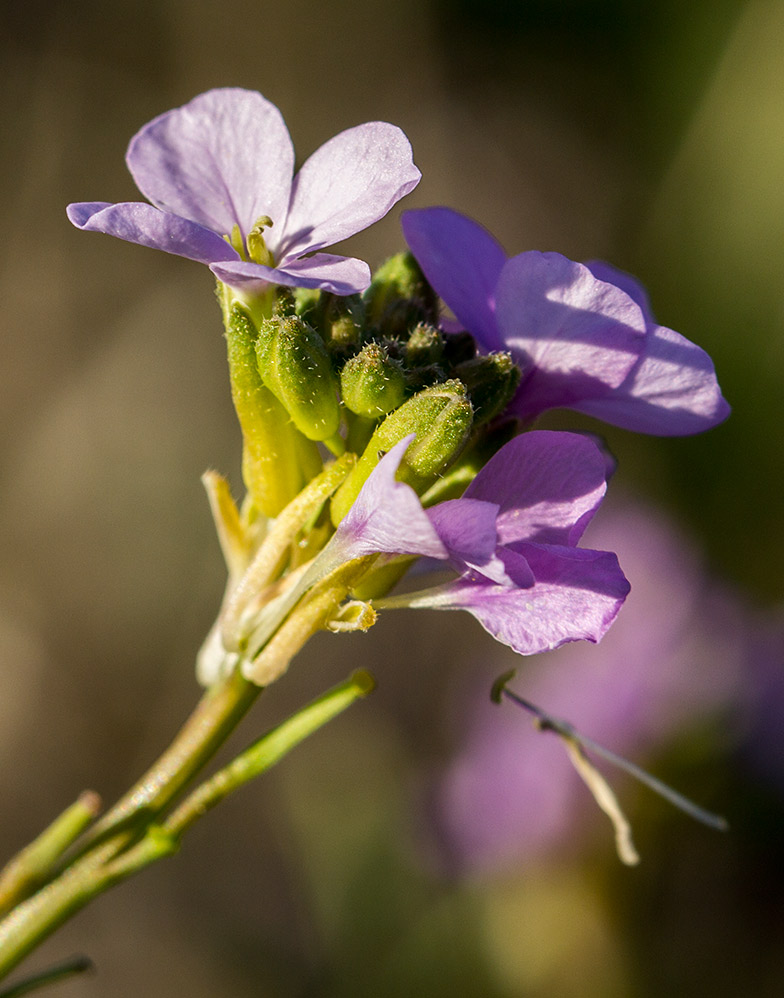 Изображение особи Erucaria hispanica.