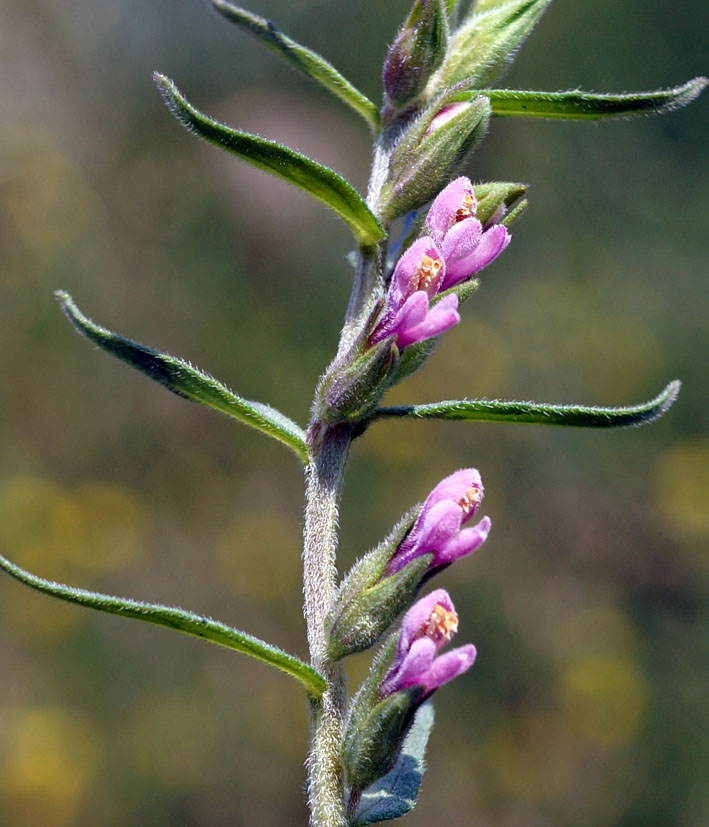 Изображение особи Odontites vulgaris.