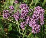 Origanum vulgare. Верхушка цветущего растения (вид сверху). Восточный Казахстан, Кокпектинский р-н, 25 км в горы от с. Пантелеймоновка, 1000 м н.у.м., пологий склон сопки. 17.07.2015.