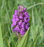 Dactylorhiza incarnata. Верхушка цветущего растения. Восточный Казахстан, Уланский р-н, окр. с. Украинка. 03.06.2011.