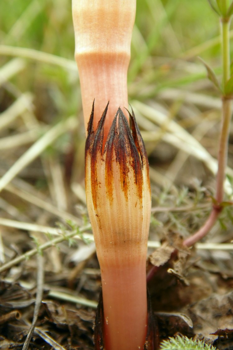 Изображение особи Equisetum arvense.