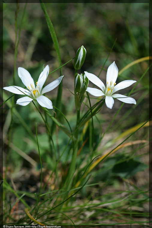 Изображение особи Ornithogalum kochii.