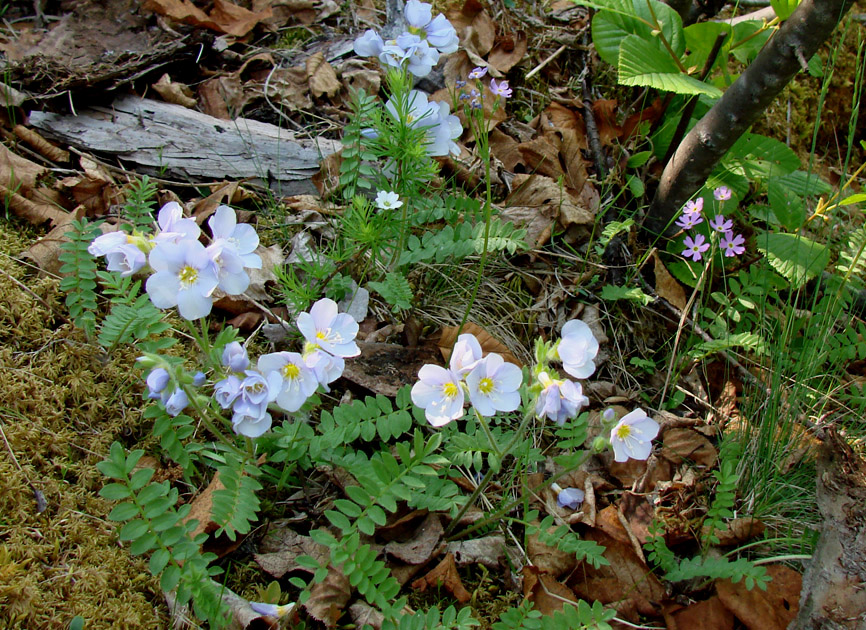 Image of Polemonium boreale specimen.