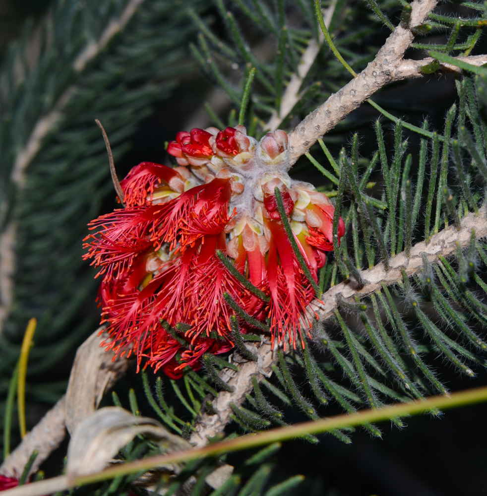 Image of Calothamnus villosus specimen.