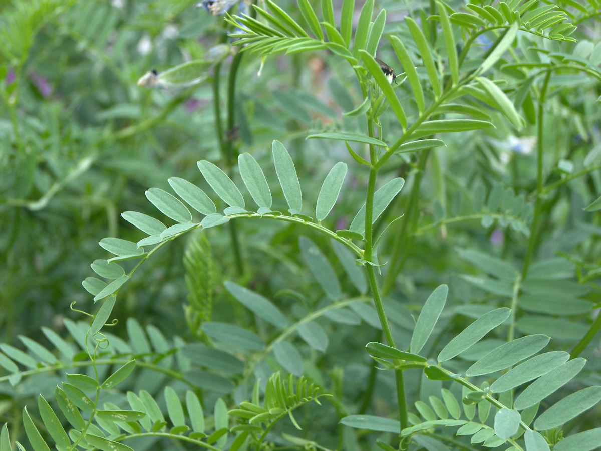 Image of Vicia sosnowskyi specimen.