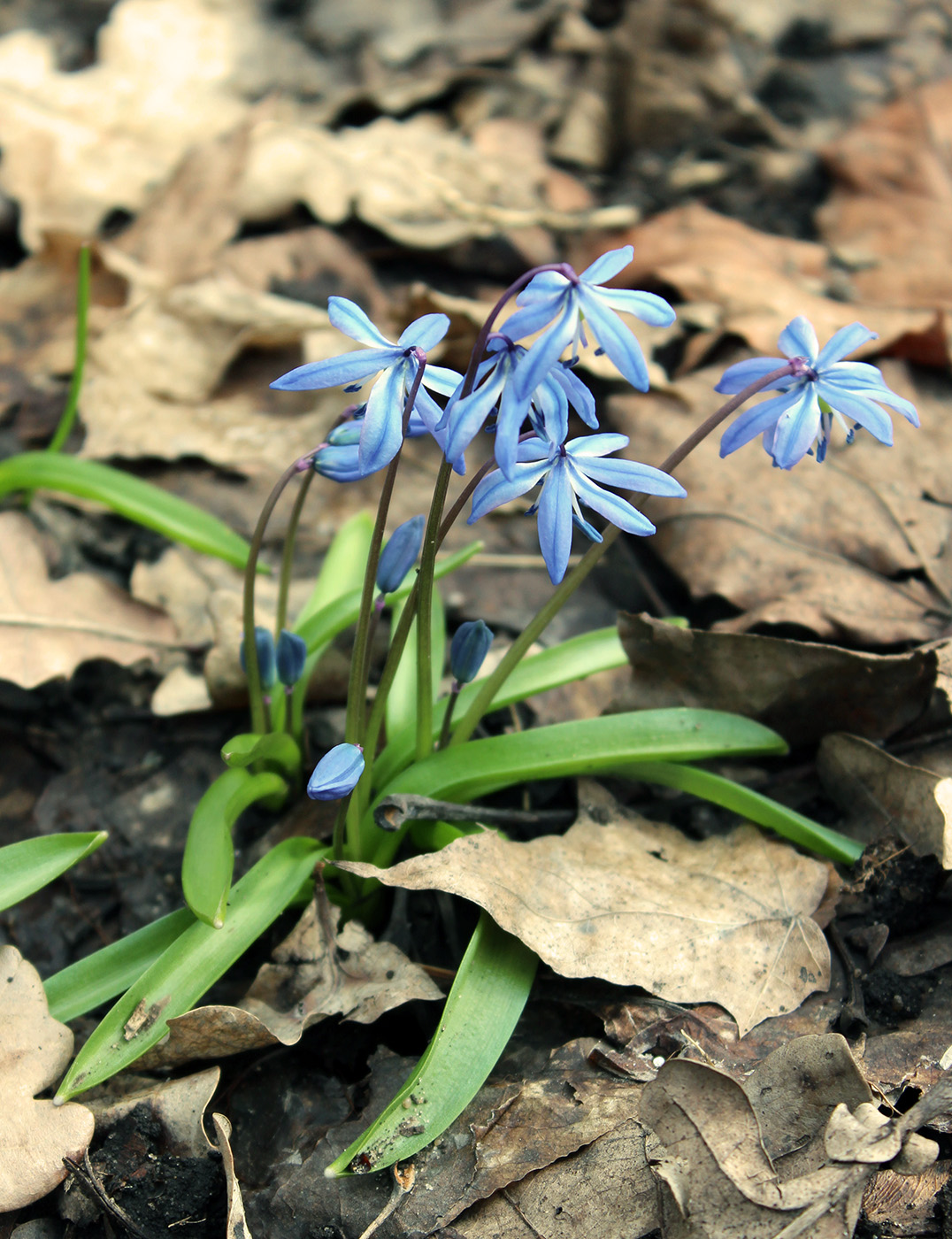 Изображение особи Scilla siberica.