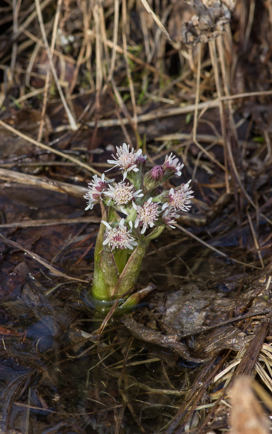 Image of Petasites frigidus specimen.