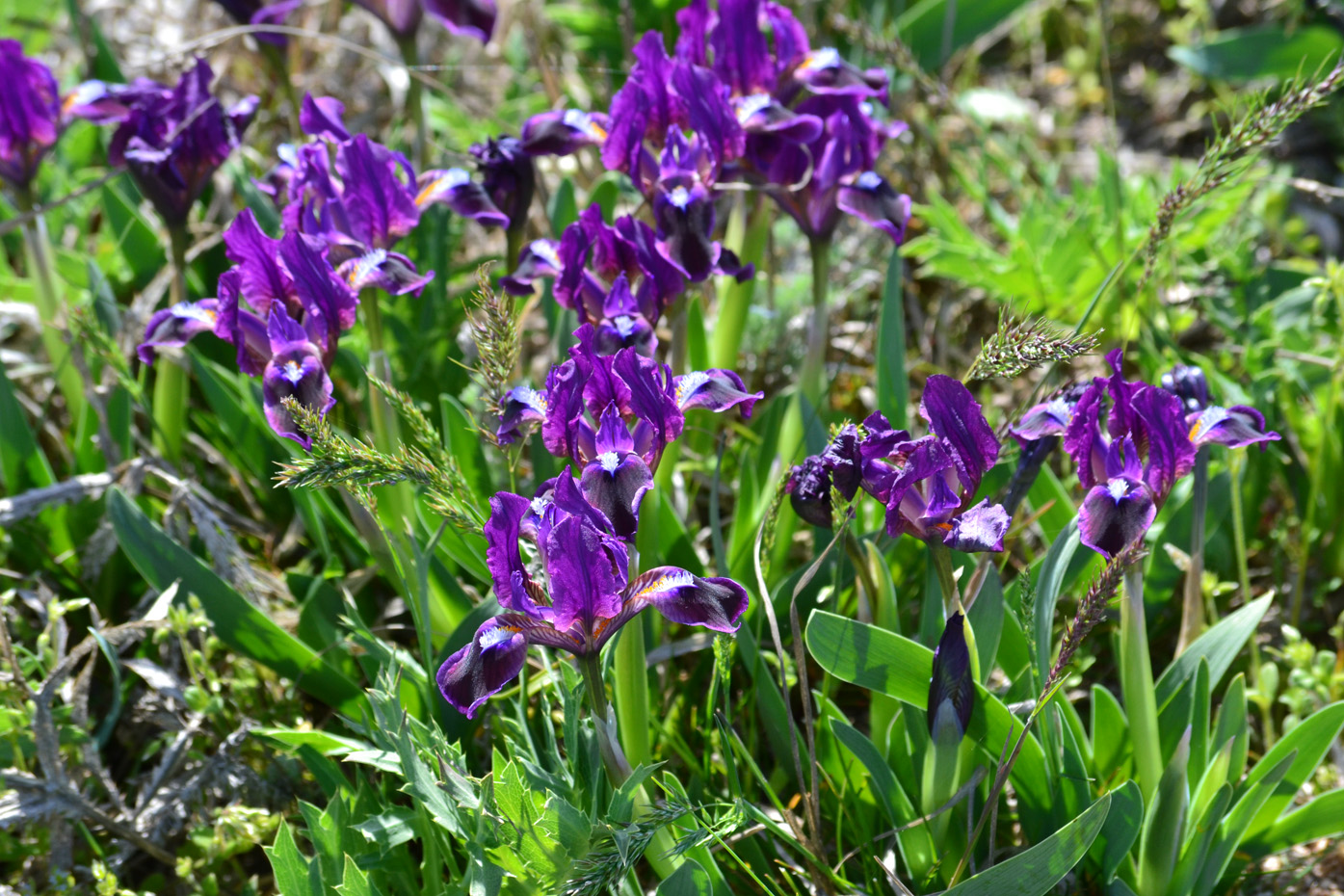 Image of Iris pumila specimen.