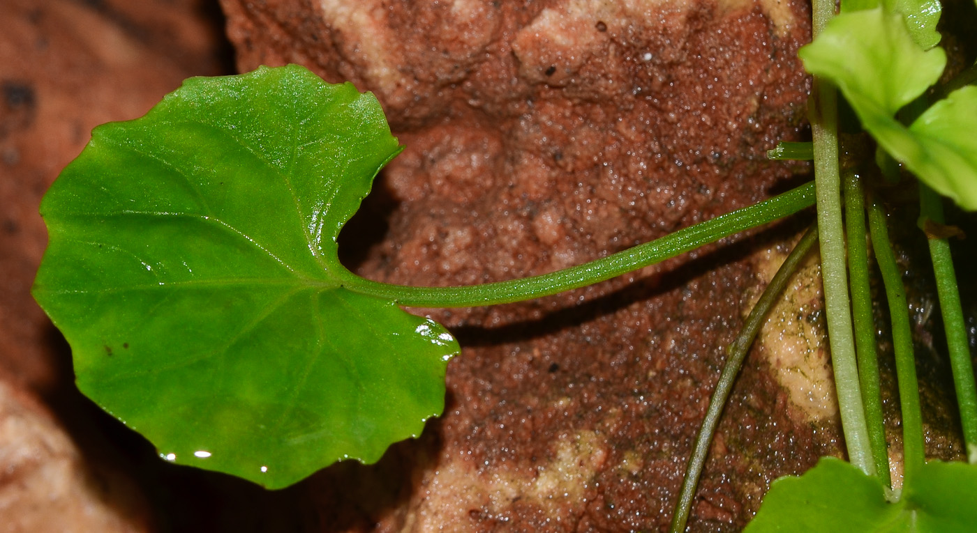 Image of Viola hederacea specimen.