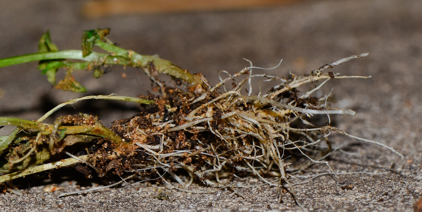 Image of Lobelia erinus specimen.