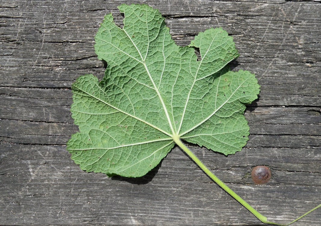 Изображение особи Alcea rugosa.