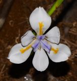 Dietes grandiflora