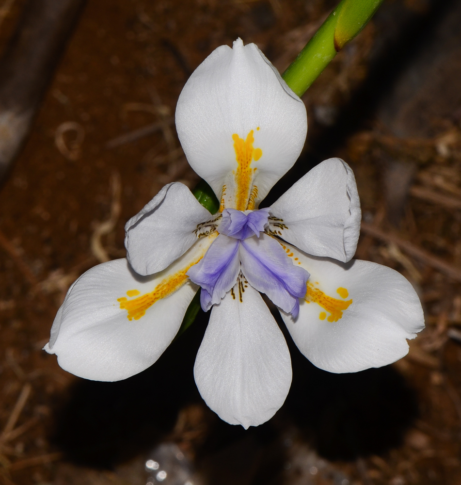 Image of Dietes grandiflora specimen.