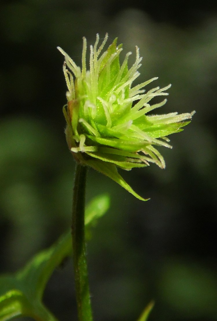 Image of Humulus lupulus specimen.