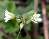 Holosteum umbellatum