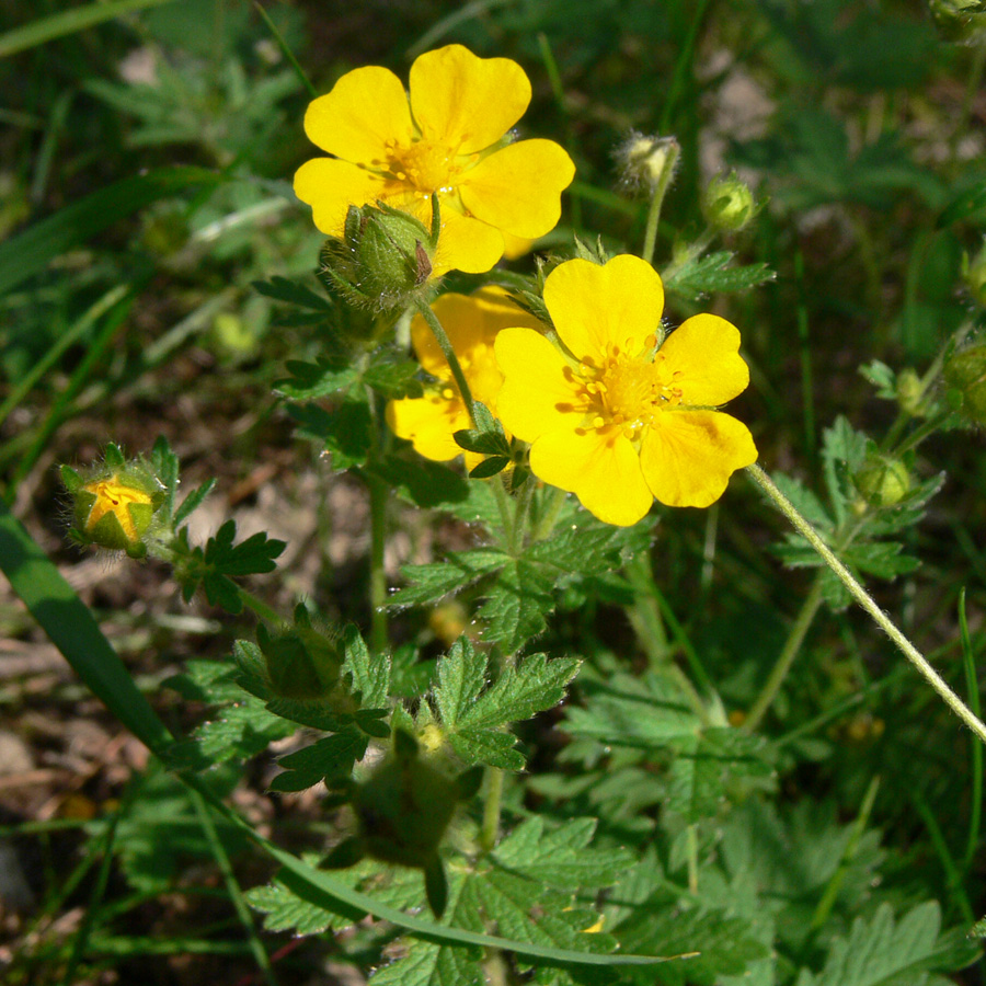 Image of Potentilla goldbachii specimen.