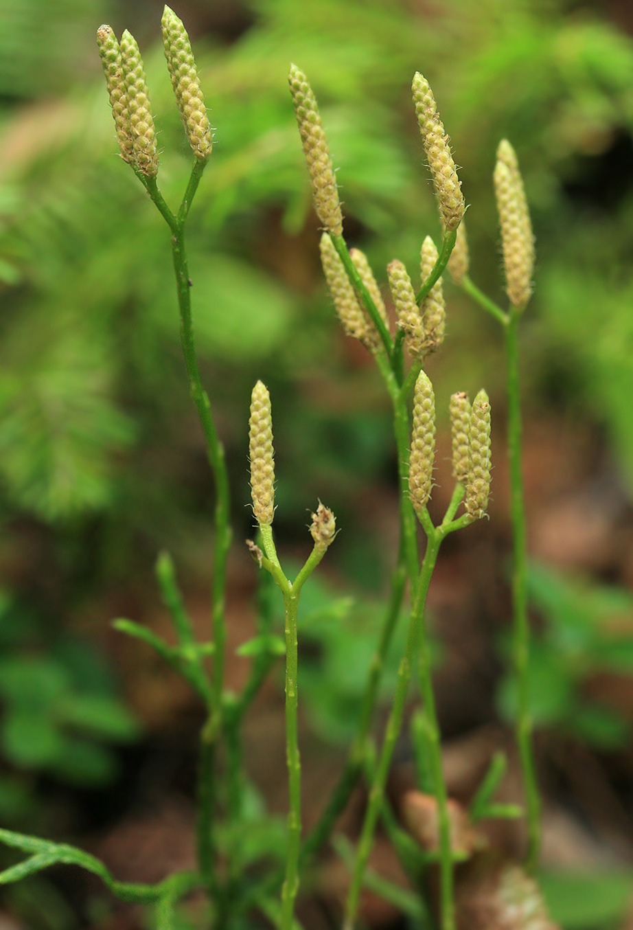 Image of Diphasiastrum complanatum specimen.