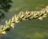 Lythrum salicaria. Часть соплодия. Украина, г. Запорожье, возле Гребного канала, берег небольшого озера. 17.08.2016.