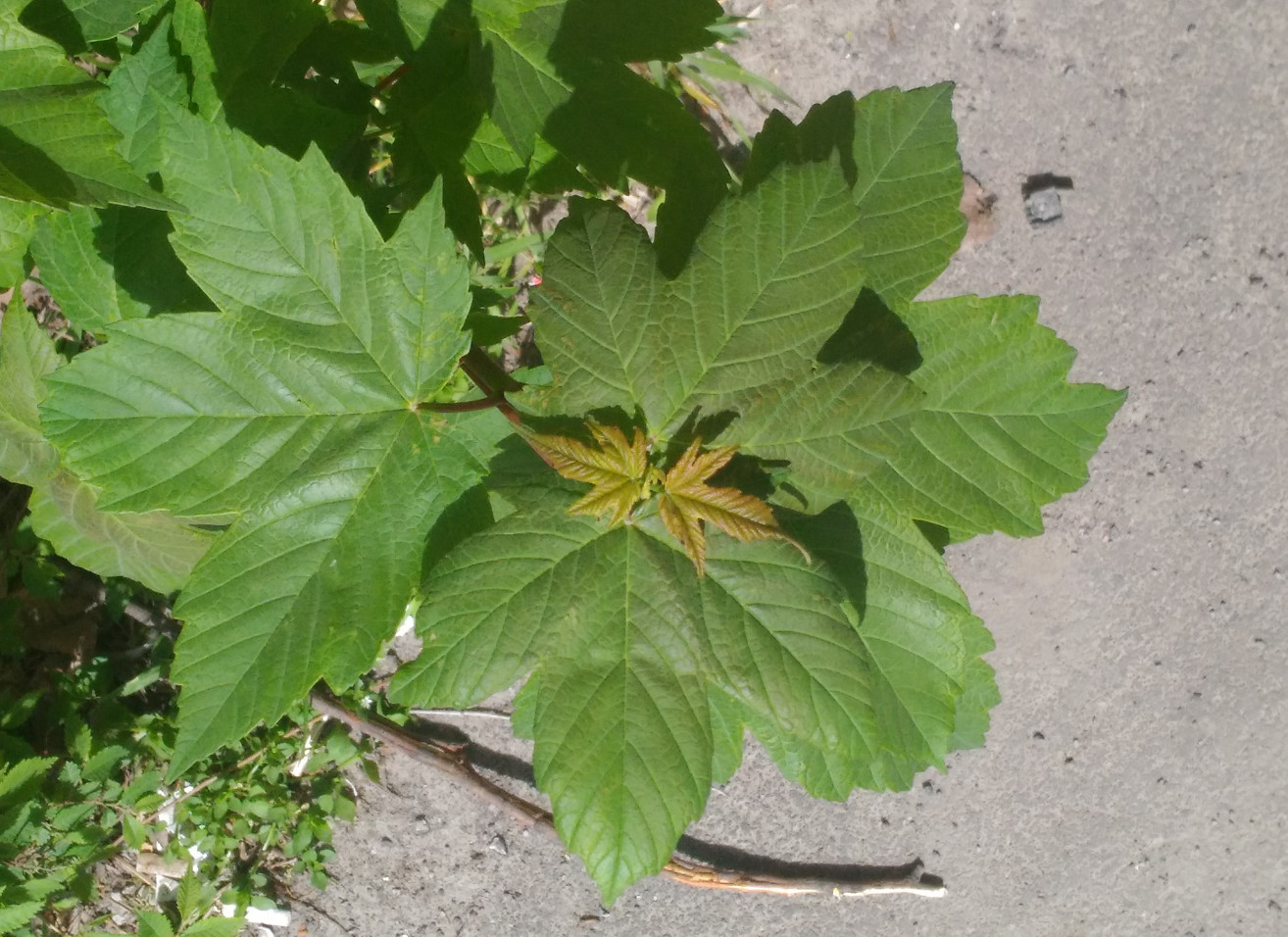 Image of genus Acer specimen.