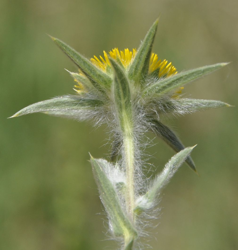 Image of Pallenis spinosa specimen.