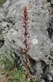 Orobanche crenata. Цветущее растение. Крым, окр. Севастополя, Чернореченский каньон, на тропе под скалой. 26 мая 2017 г.