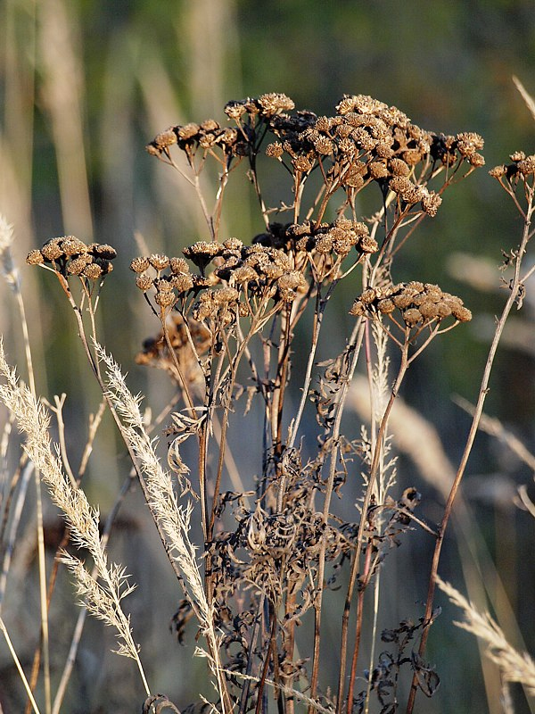 Image of Tanacetum vulgare specimen.