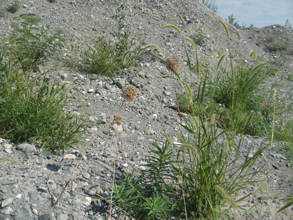 Image of Allium rotundum specimen.