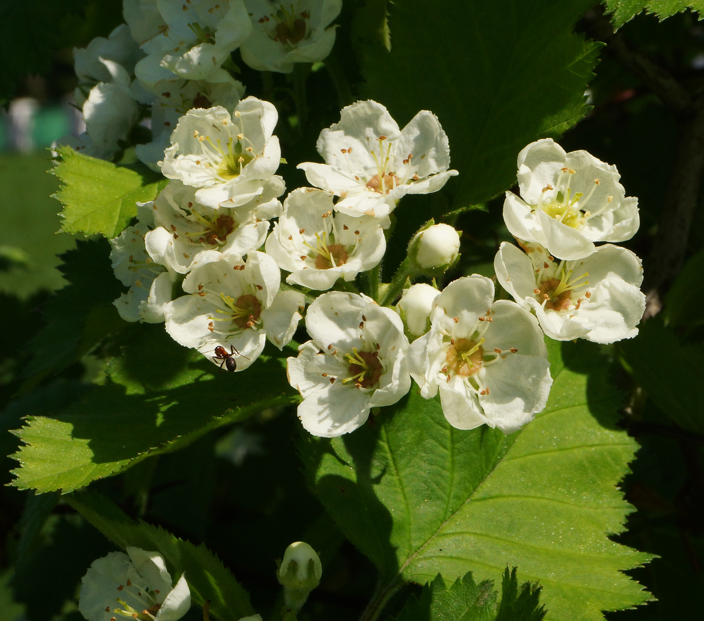 Image of Crataegus submollis specimen.