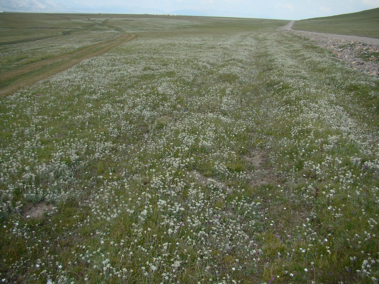 Изображение особи Leontopodium ochroleucum.