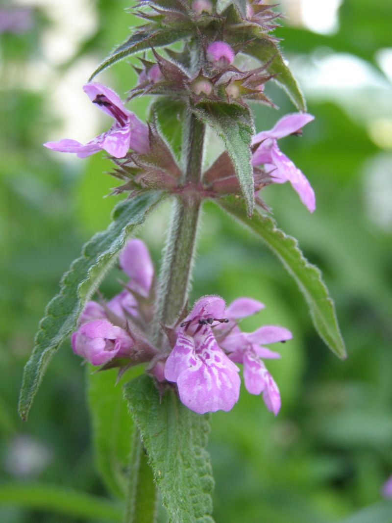 Изображение особи Stachys palustris.