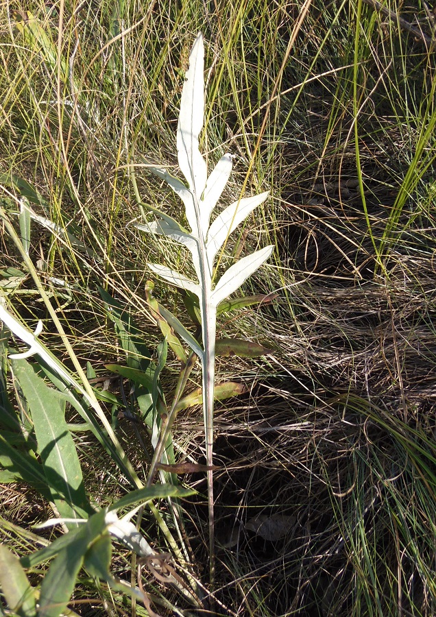 Image of Jurinea pseudocyanoides specimen.