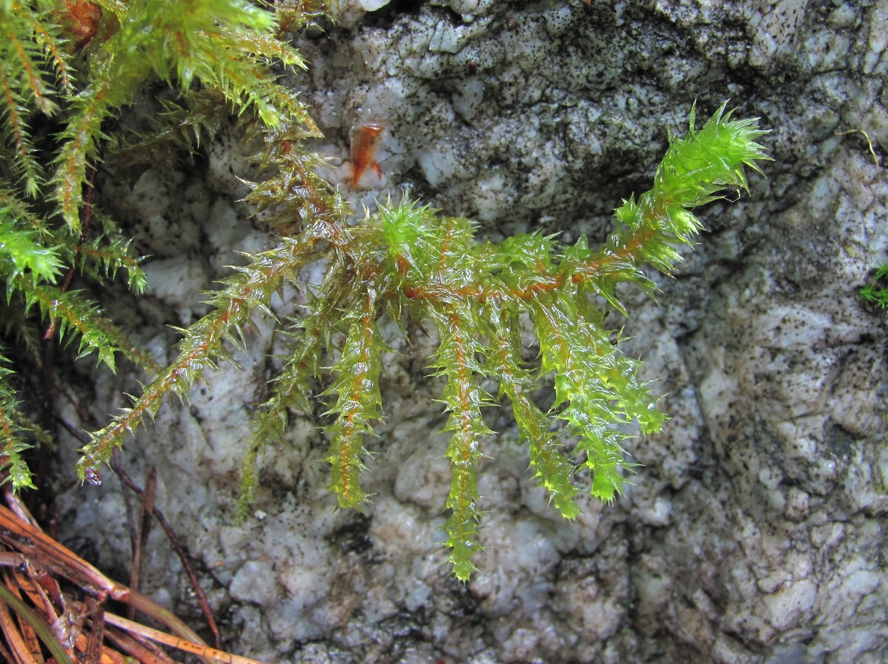 Image of Rhytidiadelphus triquetrus specimen.